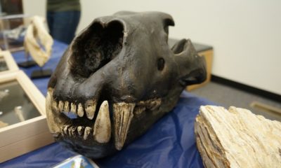 prehistoric day
