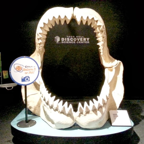 Megalodon Shark Jaw