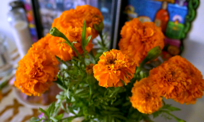 Marigolds at Day of the Dead altar
