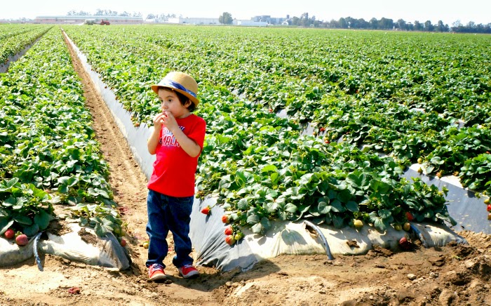 Eating strawberries on the strawberry farm - livingmividaloca.com - #strawberries #strawberryseason