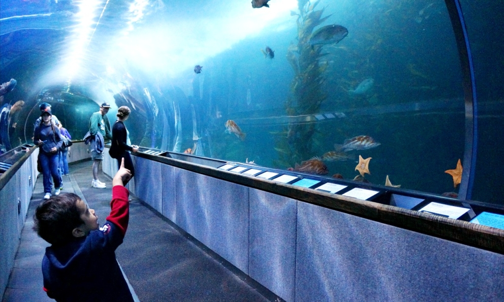 young boy visiting Aquarium of the Bay in San Francisco - LivingMiVidaLoca.com (photo credit: Pattie Cordova)