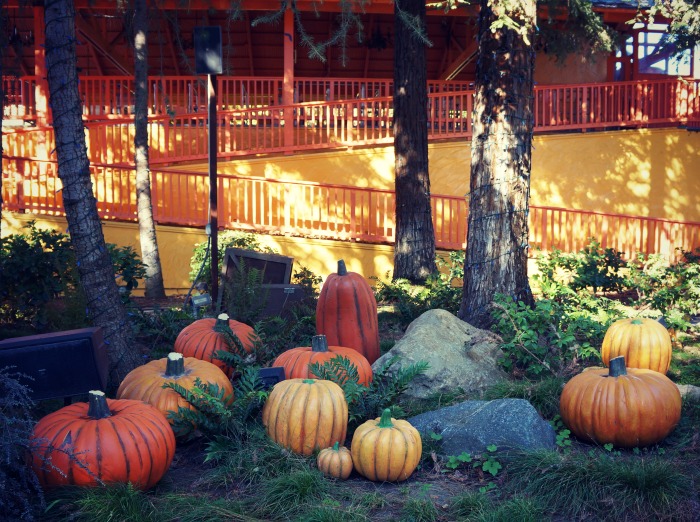 Pumpkins at Knott's Camp Spooky