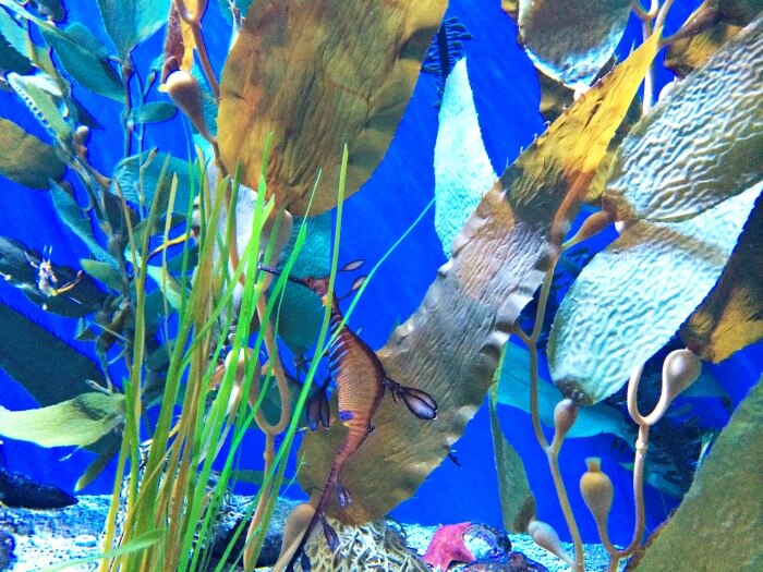Long Beach aquarium