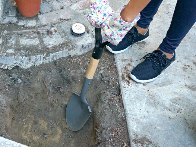 Digging hole for fruit tree