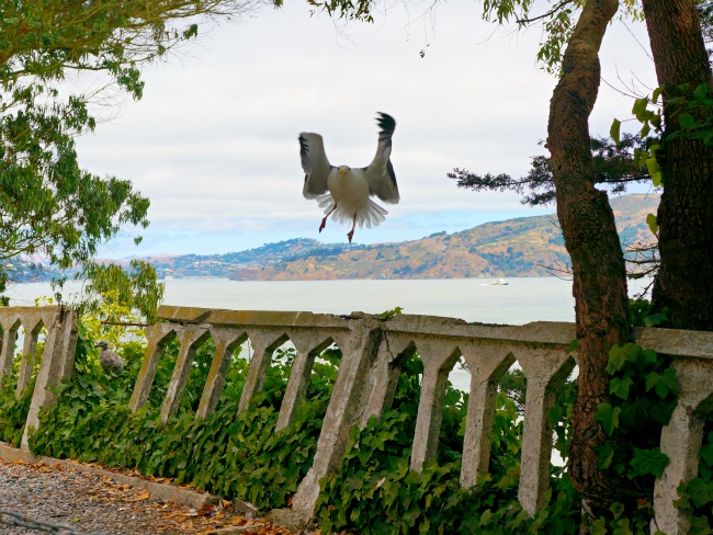 Bird landing on Alcatraz // livingmividaloca.com