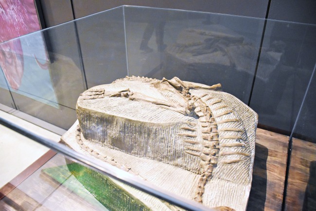 Fossil replica at Extreme Dinosaurs exhibit at Discovery Cube - LivingMiVidaLoca.com (photo credit: Pattie Cordova)