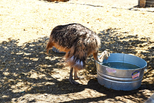 Emu drinking water - LivingMiVidaLoca.com/ostrichland-usa-solvang-california