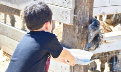 Visitors can feed emus at OstrichLand USA - LivingMiVidaLoca.com/ostrichland-usa-solvang-california