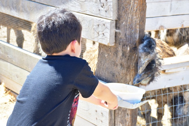 Visiting Ostrich Land Usa In Solvang California Living Mi Vida Loca