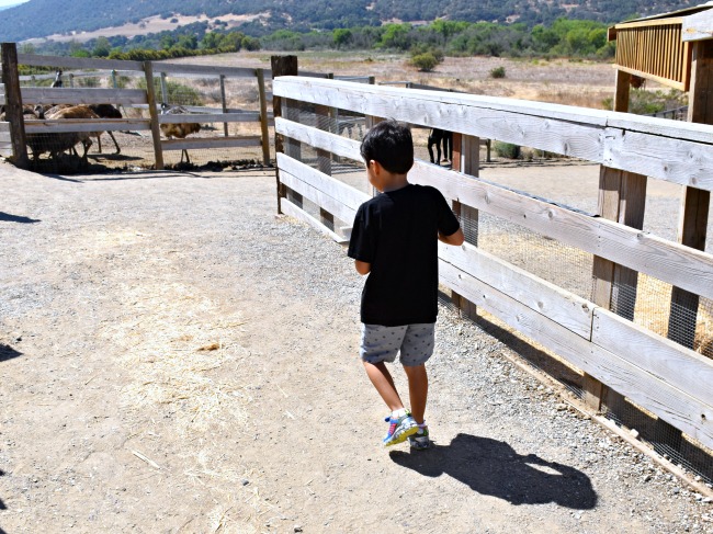 Child walking at Ostrich Land USA - LivingMiVidaLoca.com/ostrichland-usa-solvang-california