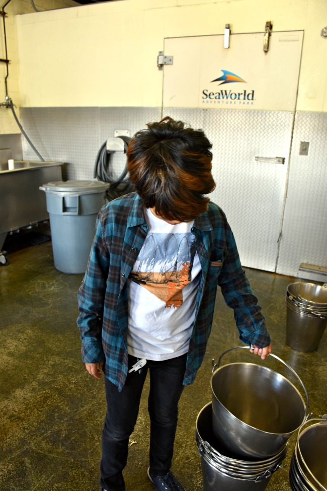 5 Things You Must Do at SeaWorld San Diego - LivingMiVidaLoca.com