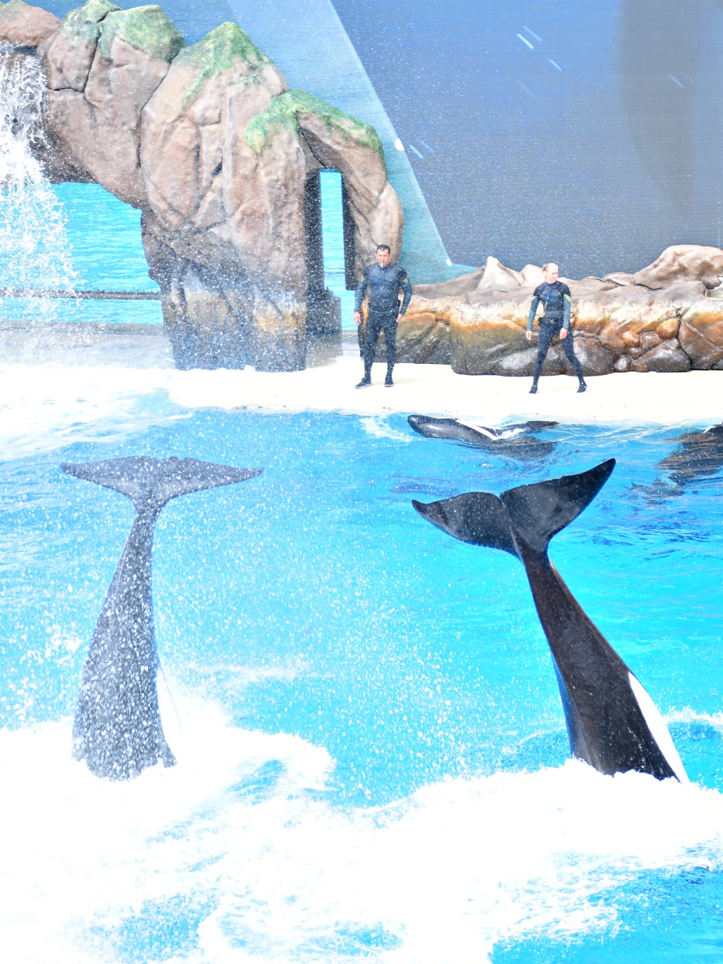 Orca Encounter at SeaWorld San Diego - LivingMiVidaLoca.com