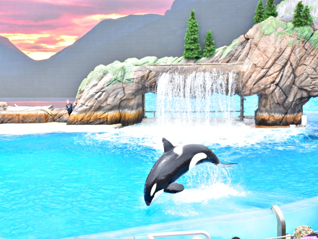 Orca Encounter at SeaWorld San Diego - LivingMiVidaLoca.com