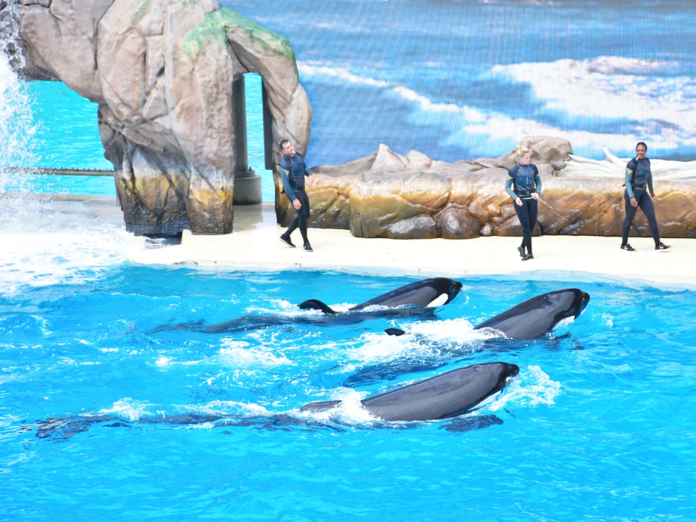 Orca Encounter at SeaWorld San Diego - LivingMiVidaLoca.com