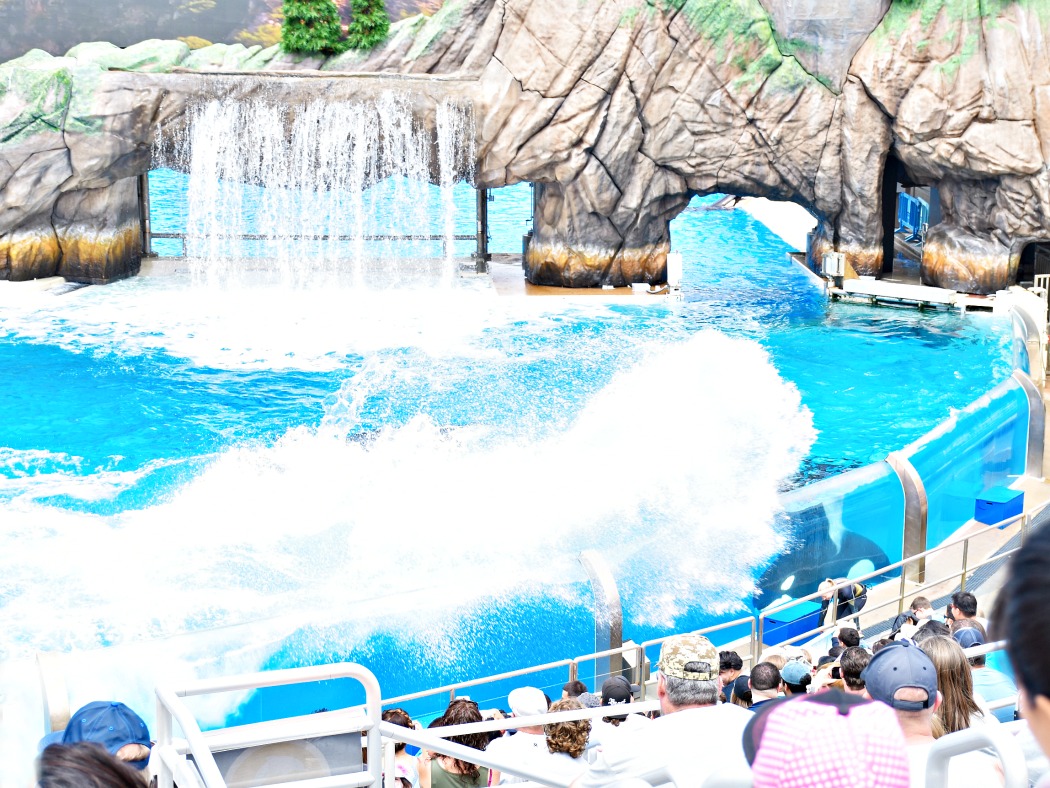 Orca Encounter at SeaWorld San Diego - LivingMiVidaLoca.com