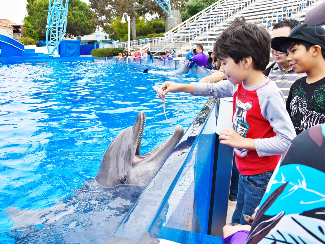 Dolphin Encounter at SeaWorld San Diego - LivingMiVidaLoca.com