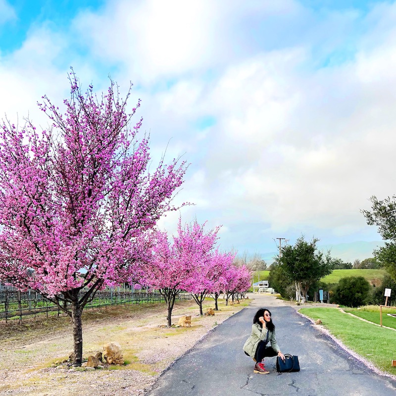 Cottonwood Winery is a great Santa Maria Valley wine road trip stop. Check out this itinerary for a road trip along the California central coast. - livingmividaloca.com - #LivingMiVidaLoca #Gnomads #SantaMaria Valley