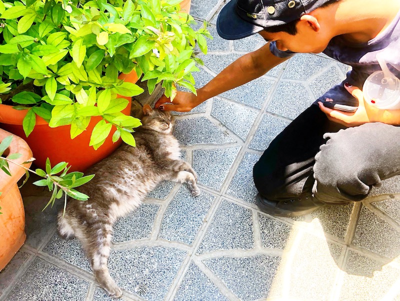 The Torre Argentina Cat Sanctuary in Rome is open to the public and the best place to see and pet roman cats. - livingmividaloca.com - #Gnomads #Travel