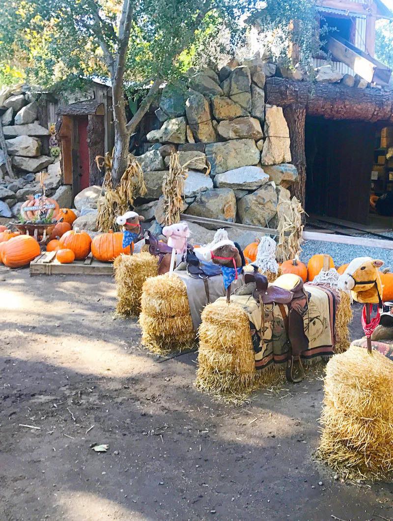 Visiting the Pumpkin Patch at Irvine Park Railroad Orange County