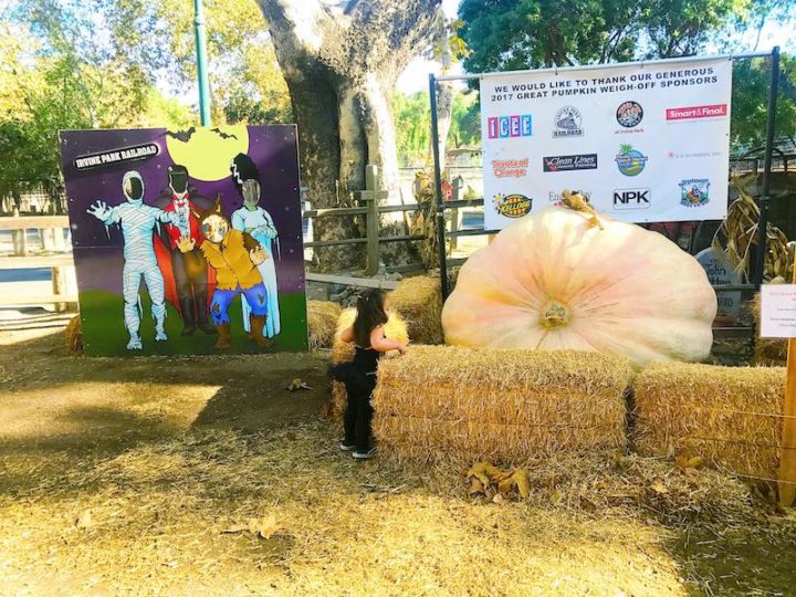 Visiting the Pumpkin Patch at Irvine Park Railroad
