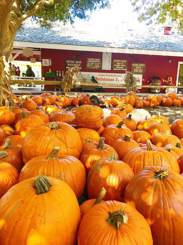 Visiting the Pumpkin Patch at Irvine Park Railroad