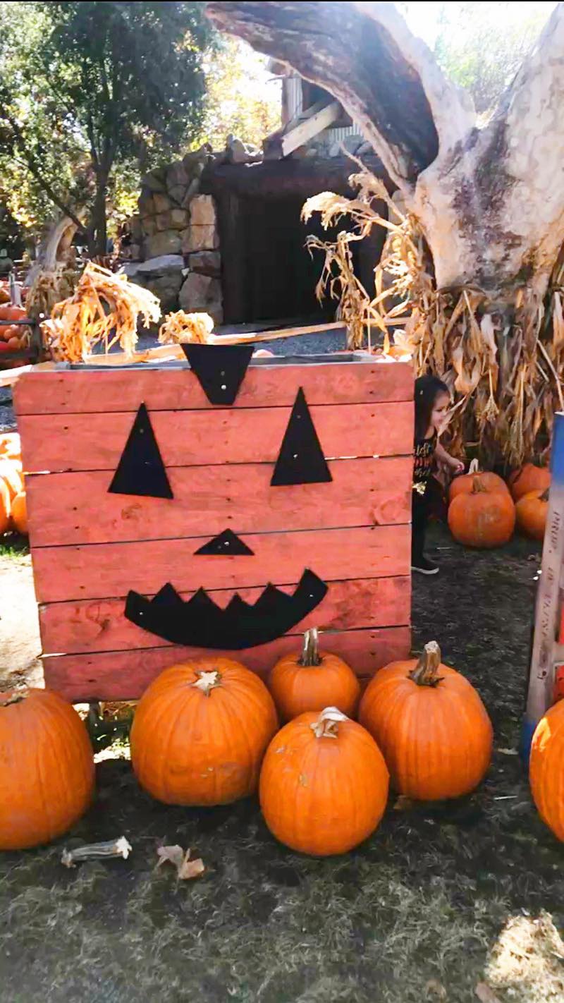 Visiting the Pumpkin Patch at Irvine Park Railroad Orange County