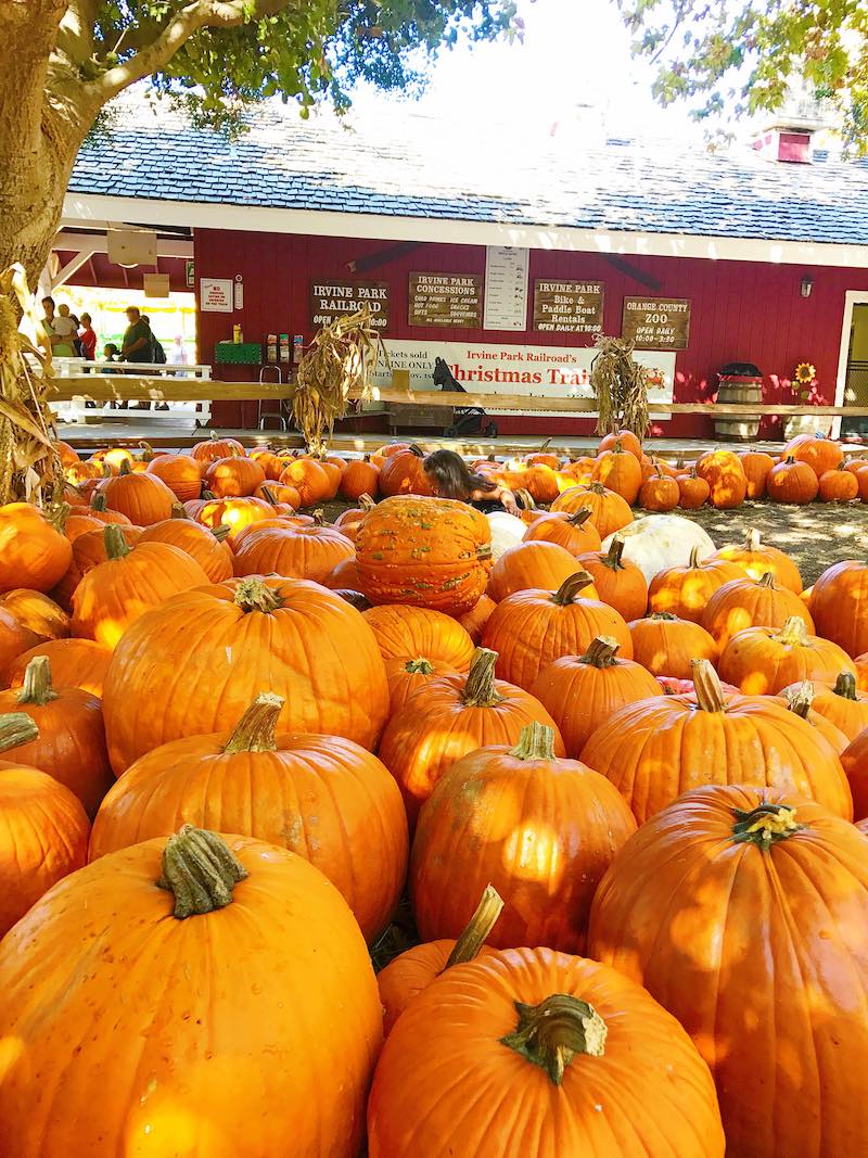 Visiting the Pumpkin Patch at Irvine Park Railroad Orange County