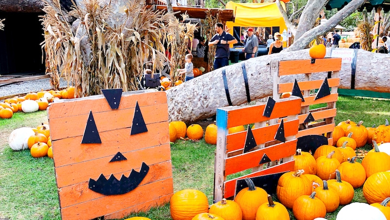 Irvine Park Railroad Pumpkin Patch activity prices, tickets and what to do at the Irvine Park Railroad Pumpkin Patch. - livingmividaloca.com - #LivingMiVidaLoca #LMVLSoCal #OrangeCounty