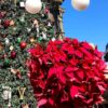 About flor de Nochebuena history and free printable - livingmividaloca.com