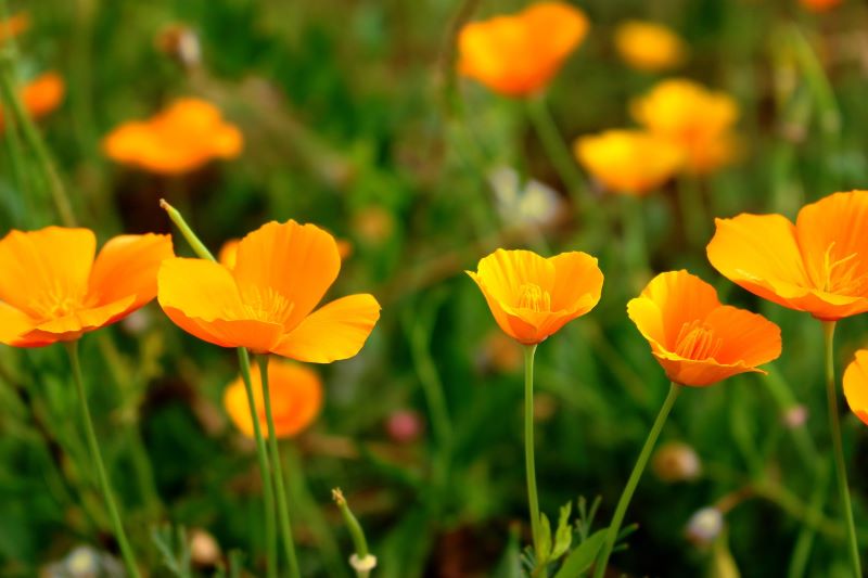 California poppy season