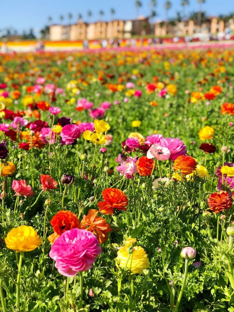 Flower Fields in Carlsbad