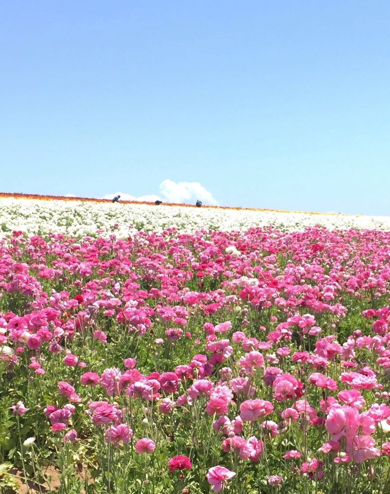 Flowers Fields in Carlsbad