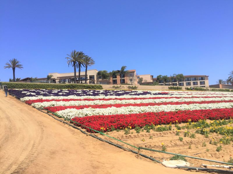 American flag of flowers red white and blue