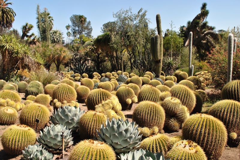 Huntington Gardens in the spring is one of the Best places to see wildflowers in Southern California