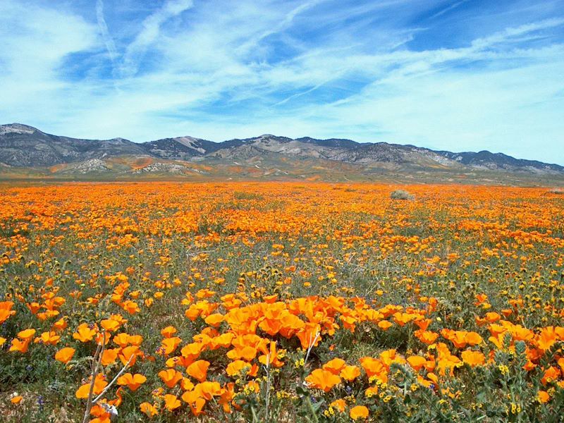 Historic superbloom brings vibrant colors to California's desert