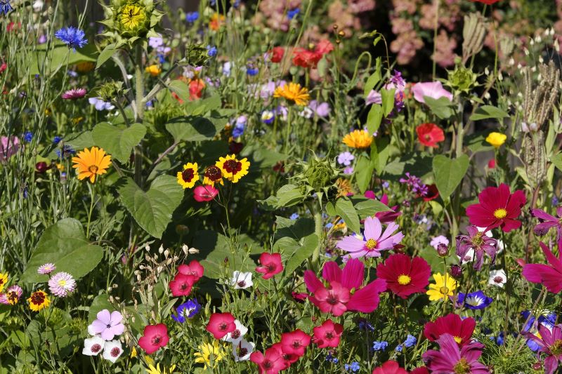 Wildflowers in Bloom in Southern California