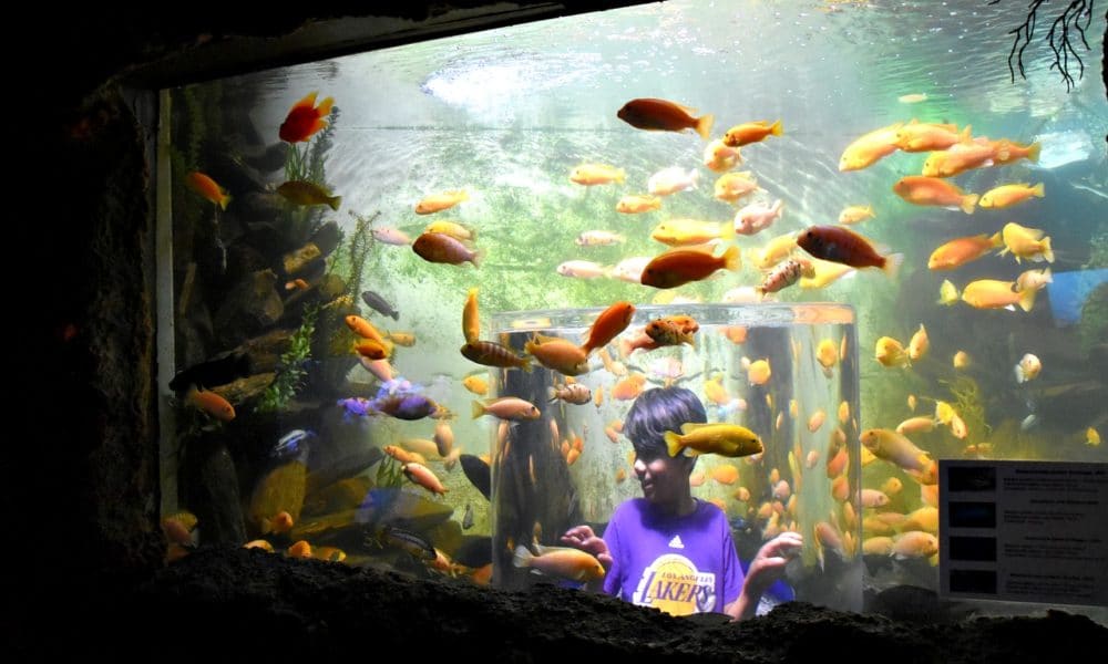 things-to-do-in-tijuana-with-kids-orange-county-tips-and-guides