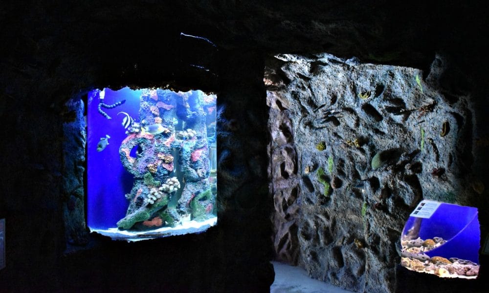 things-to-do-in-tijuana-with-kids-orange-county-tips-and-guides
