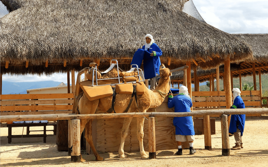 Riding camels in Cabo San Lucas Mexico with Cabo Adventures - livingmividaloca.com