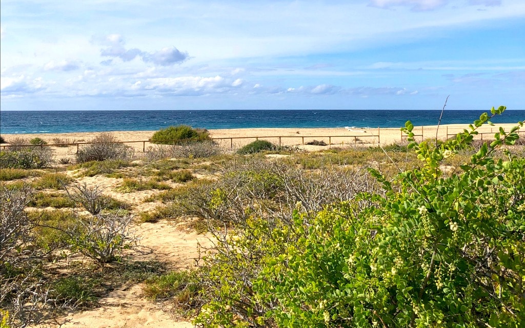 eco tour in Cabo San Lucas after riding camels in Los Cabos, Mexico - livingmividaloca.com