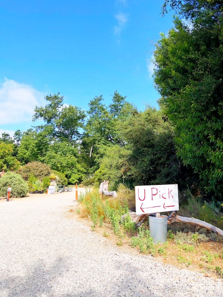 Directions to Strawberry Picking in San Juan Capistrano at South Coast Farms - livingmividaloca.com