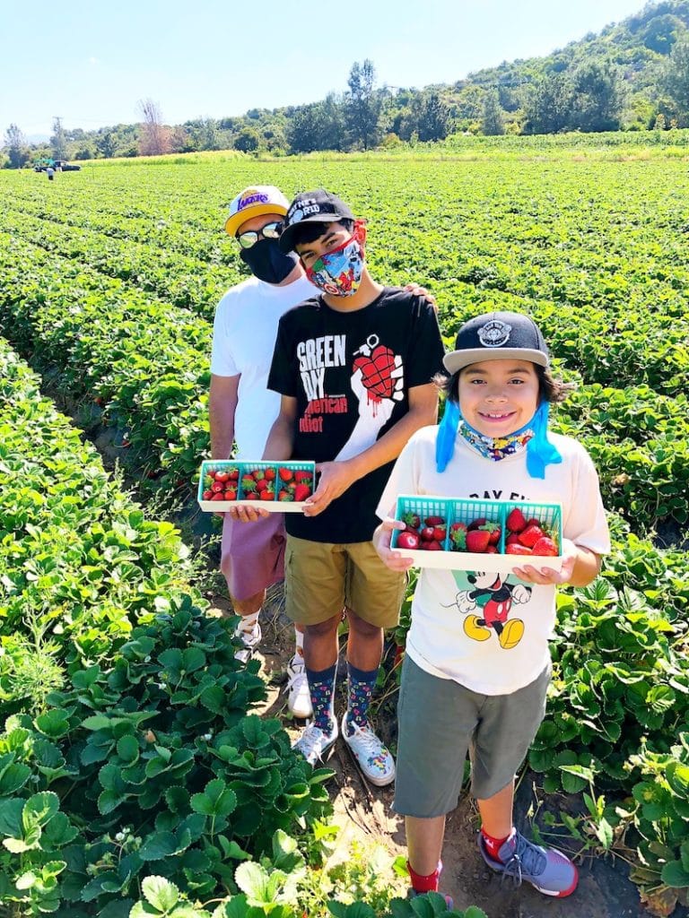 u-pick strawberries at South Coast Farms - livingmividaloca.com