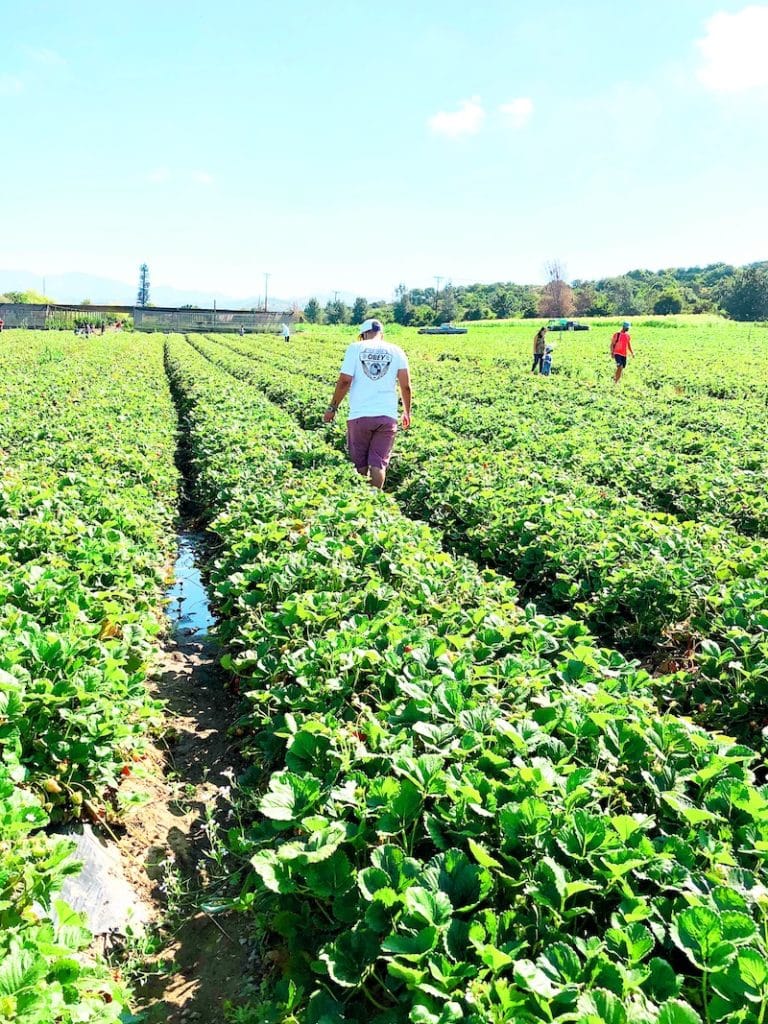 Strawberry Picking in San Clemente at South Coast Farms - livingmividaloca.com