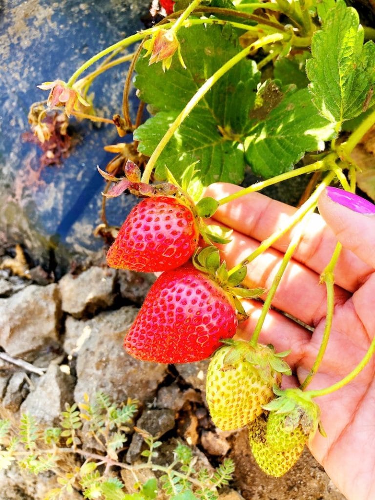 Strawberry Picking in Orange County at South Coast Farms - livingmividaloca.com