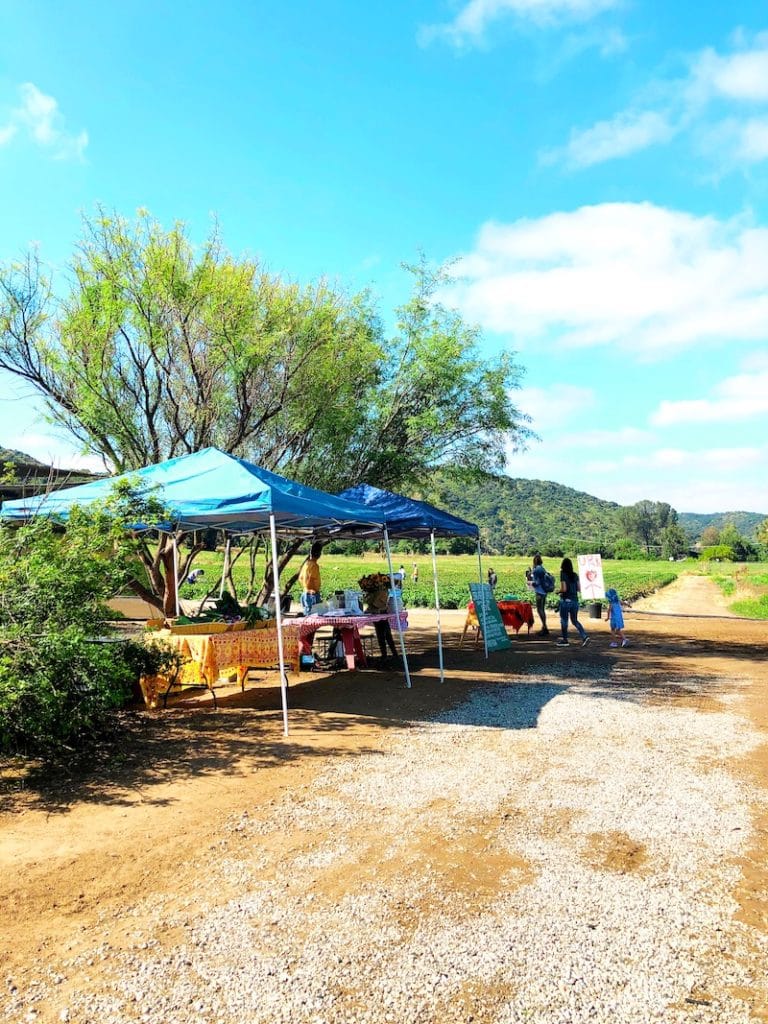 Strawberry Picking in San Juan Capistrano at South Coast Farms - livingmividaloca.com