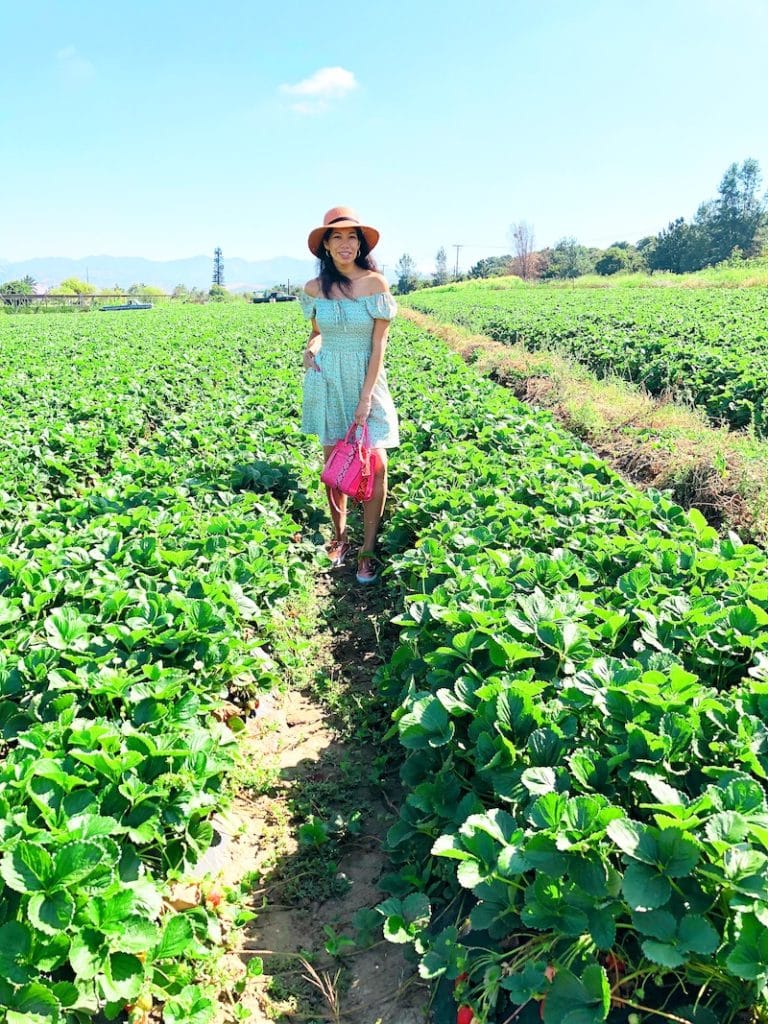 Strawberry Picking in San Juan Capistrano at South Coast Farms - livingmividaloca.com