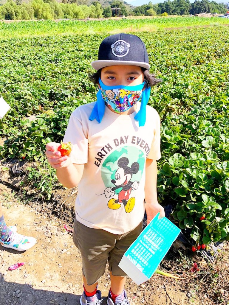 Latino boy picking strawberries at South Coast Farms - livingmividaloca.com