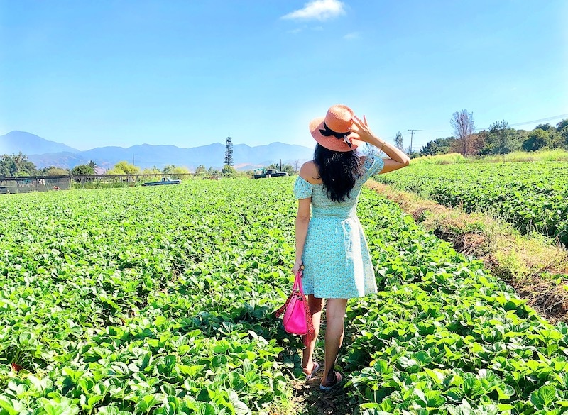 Strawberry Picking in San Juan Capistrano at South Coast Farms - livingmividaloca.com