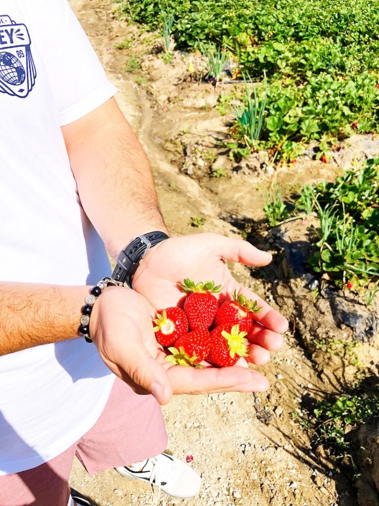 Strawberry Picking in Orange County at South Coast Farms - livingmividaloca.com