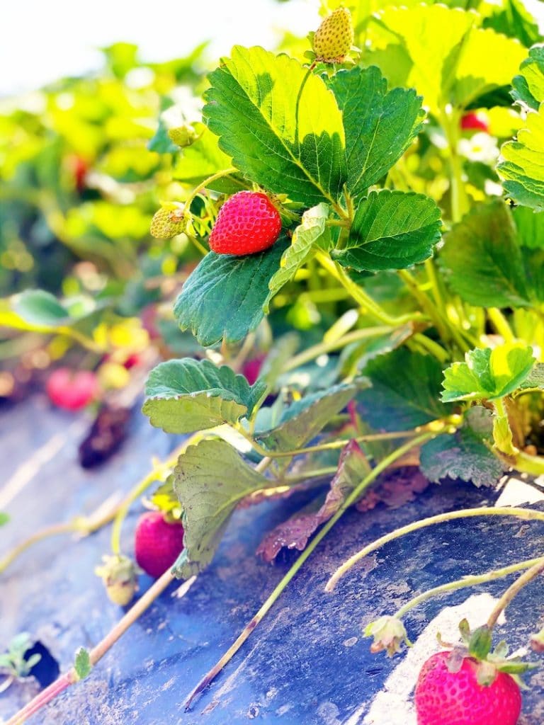 Strawberry Picking in Orange County at South Coast Farms - livingmividaloca.com